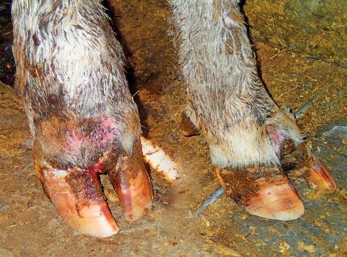 Foot rot in cattle