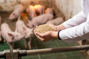 A person in a white coat holds a handful of animal feed in front of several piglets inside a pen, with the piglets blurred in the background.