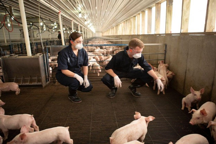 A Swine Nutrition Plan Made for Your Operation