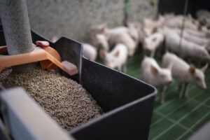 A close-up of an automatic feeder filled with pellet feed in the foreground, with several piglets standing on a green slatted floor in the blurry background inside a livestock facility.