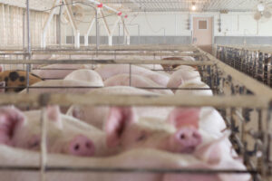 Several pigs are confined in narrow metal pens inside a large, brightly lit indoor facility with fans and pipes visible along the ceiling and walls.