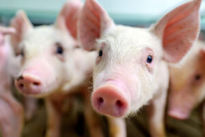 Close-up of several pink piglets, with one piglet in sharp focus looking directly at the camera. The background is softly blurred, highlighting the piglets' faces and features.