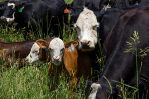 A group of cows and calves with ear tags stand closely together in tall green grass, with one white-faced cow and a brown calf in the foreground facing the camera.