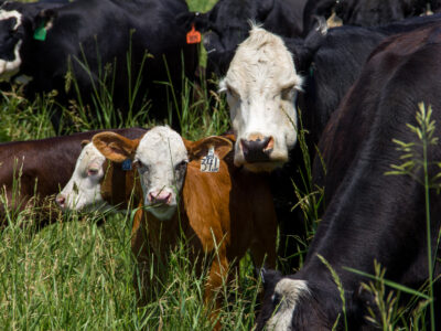A group of cows and calves with ear tags stand closely together in tall green grass, with one white-faced cow and a brown calf in the foreground facing the camera.