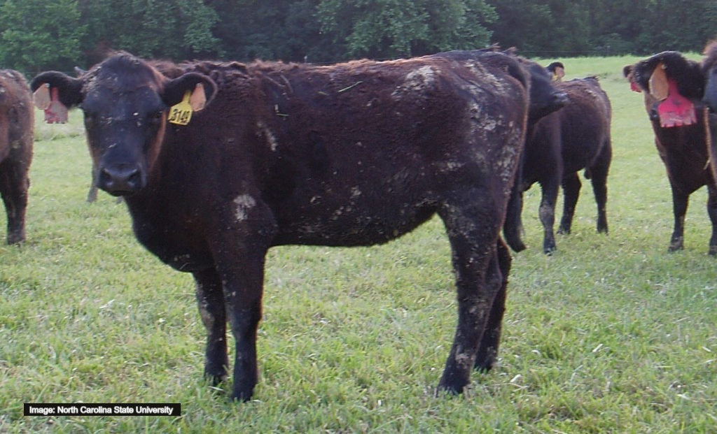 cow with rough coat and signs of fescue toxicity