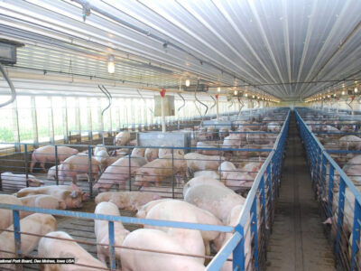 Large indoor pig farm with many pigs in metal pens arranged in rows. Bright natural light enters through windows along the sides; the ceiling is lined with lights and ventilation ducts.