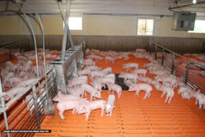 Dozens of piglets in a clean indoor pen with orange slatted flooring and metal railings, under artificial lighting. The room has a window and ventilation equipment on the ceiling.