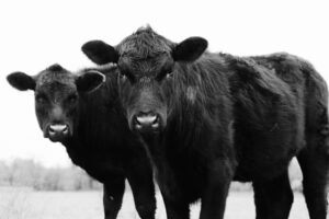 Two black cows stand close together in a field, facing the camera. The image is in black and white, and the background is blurred, drawing focus to the cows’ faces.