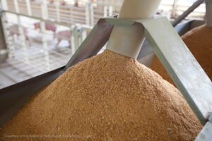 A close-up view of a feed chute dispensing a large pile of ground animal feed, likely at a livestock facility; metal railings and blurred background equipment are visible.