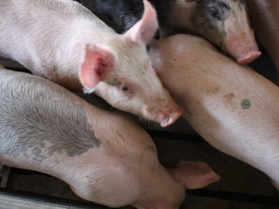 A group of young pigs with light pink skin and some gray spots are huddled together in a pen, viewed from above.