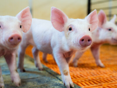 Three curious pink piglets stand on an orange slatted floor inside a pen, looking toward the camera with ears perked up. The background is slightly blurred, emphasizing the piglets in the foreground.