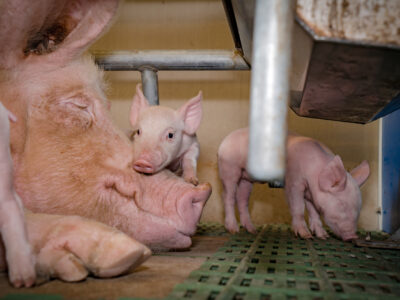 A mother pig lies on her side inside a pen, with one piglet resting its head on her face and two other piglets standing nearby on a slotted green floor.