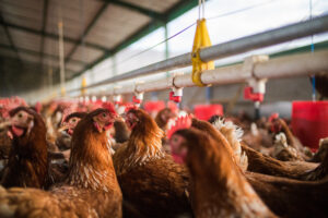 A group of brown chickens crowded together inside a large, well-lit poultry farm, with water pipes and red feeders visible above and around them.