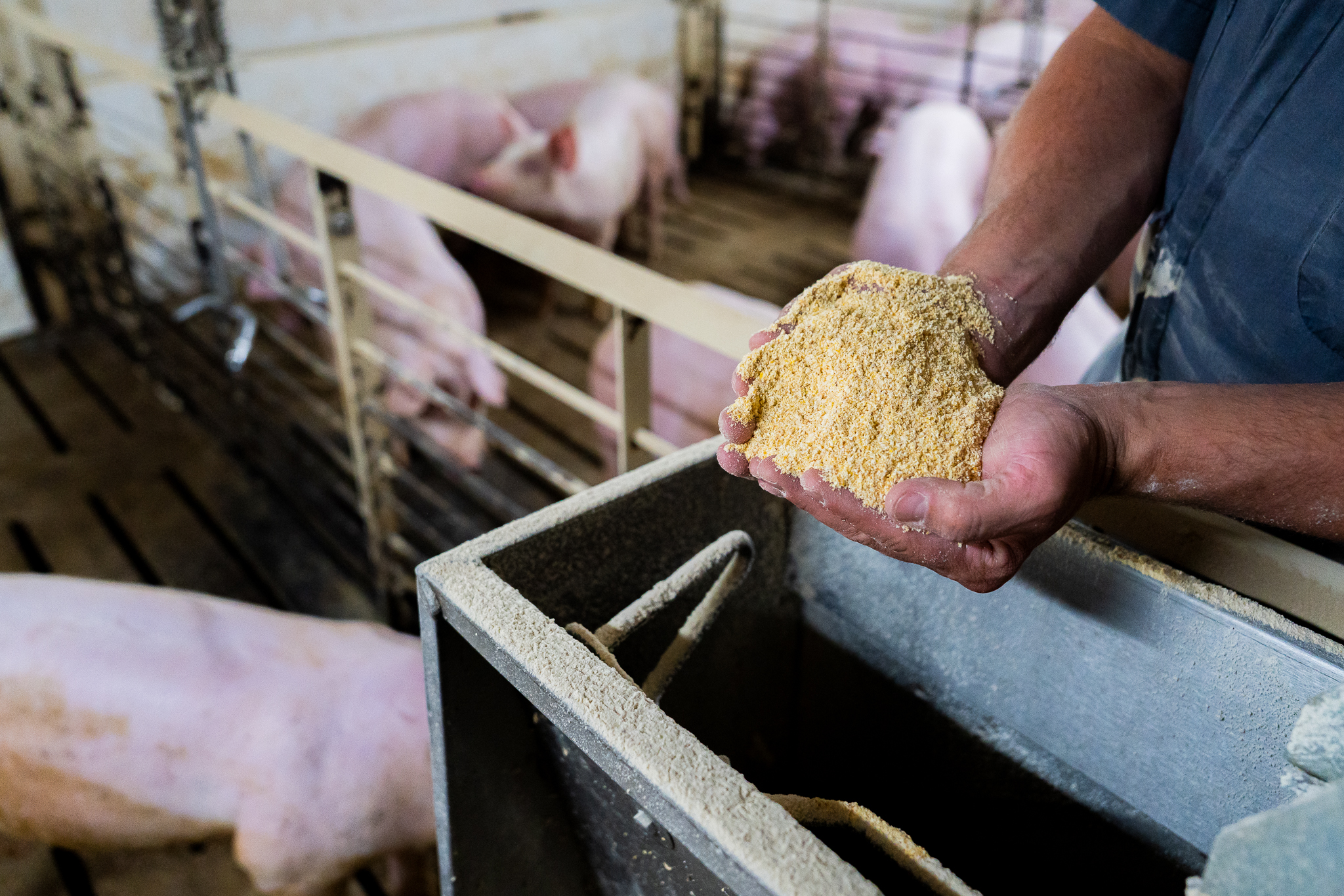 A person holds a pile of yellowish animal feed above a feeder in a pig pen, with several pigs visible in the background.