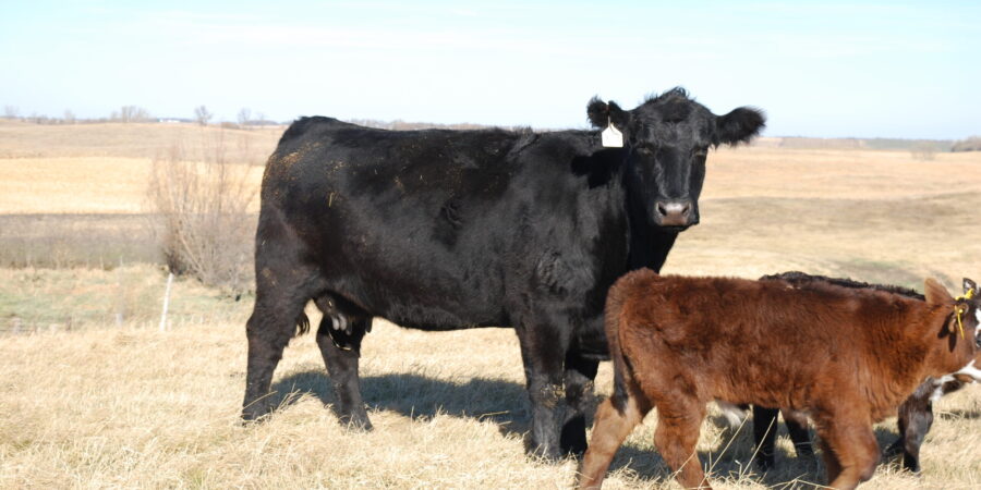 A black cow stands in a grassy field next to a brown calf. The sky is clear and blue, with open farmland in the background.