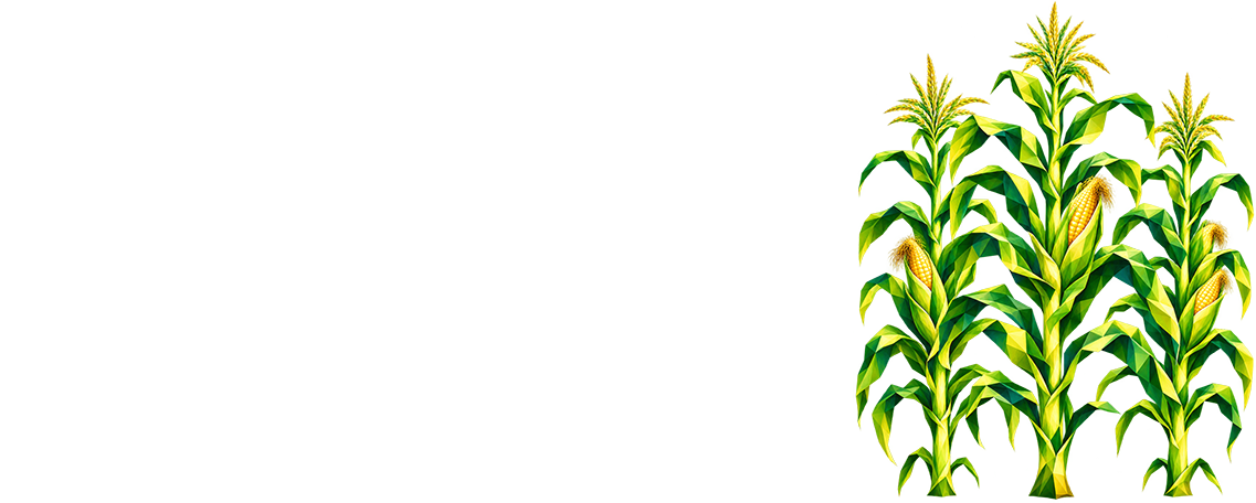 Cultivos de maíz geométricos